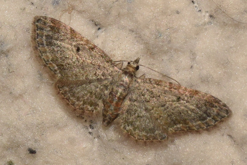 Eupithecia tenuiata - sötétszegélyű törpearaszoló