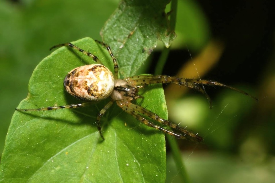 Metellina segmentata/mengei