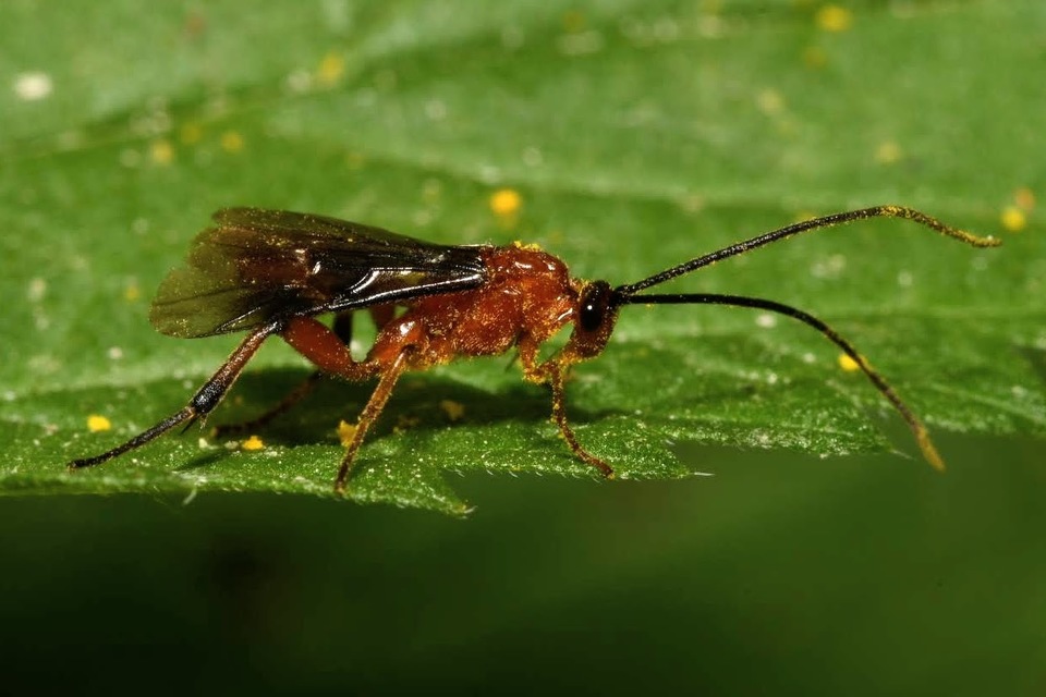 Cremnops desertor