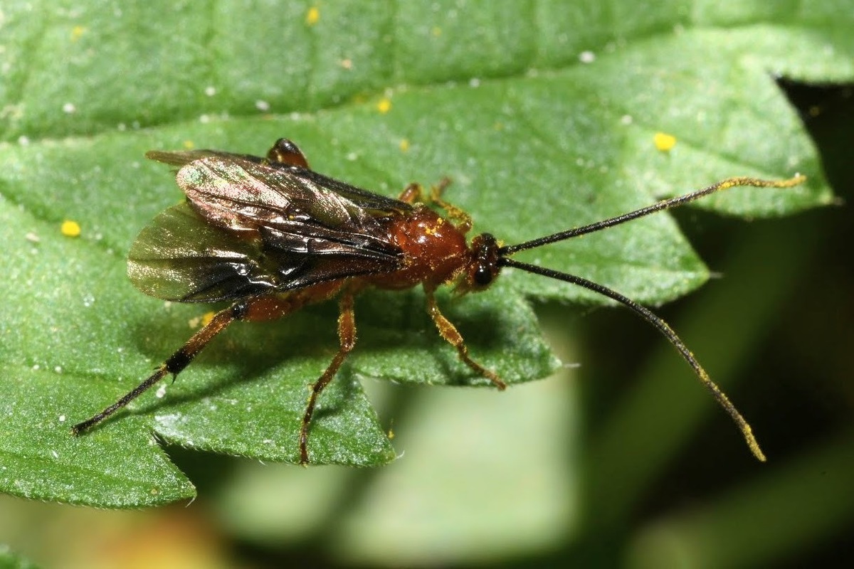 Cremnops desertor