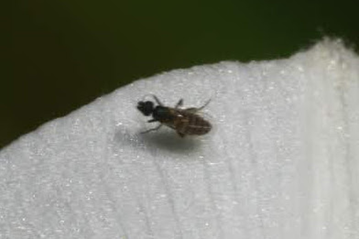 Metopina