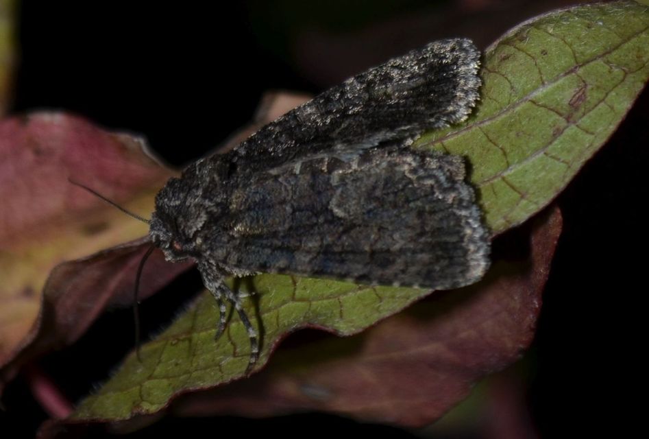 Dryobotodes monochroma - szürke tölgybagoly