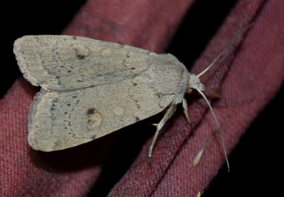Xestia castanea michaeli - csarabos fűbagoly
