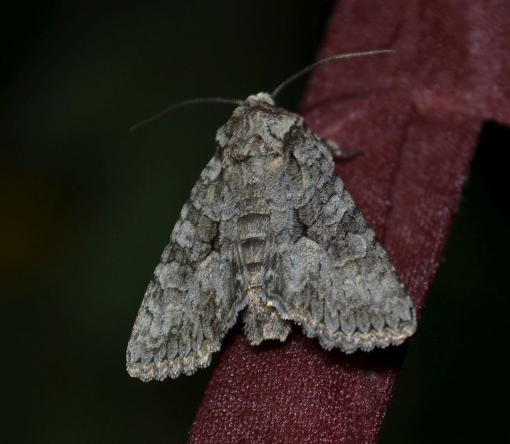 Dryobotodes monochroma - szürke tölgybagoly