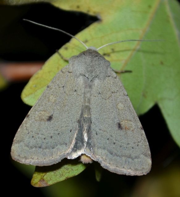 Xestia castanea michaeli - csarabos fűbagoly