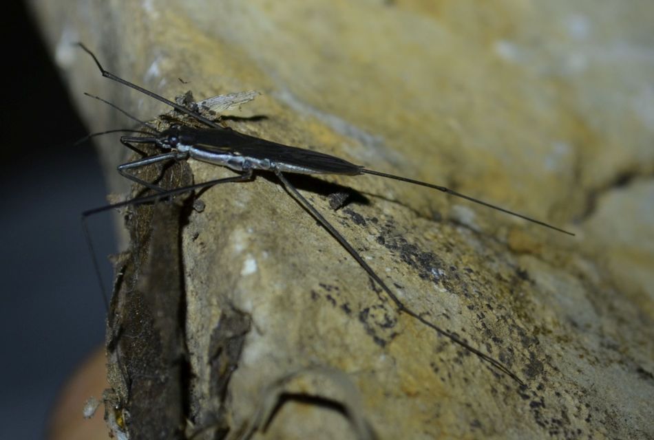 Gerridae - molnárpoloskák