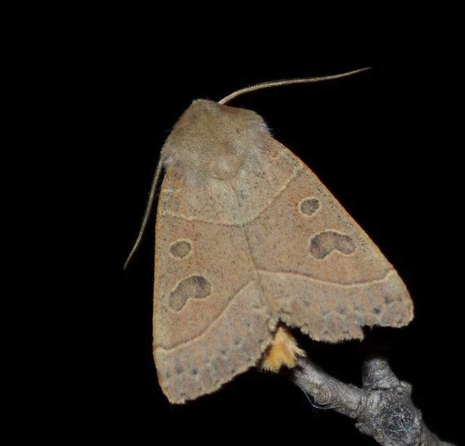 Mesogona acetosellae - madársóskabagoly