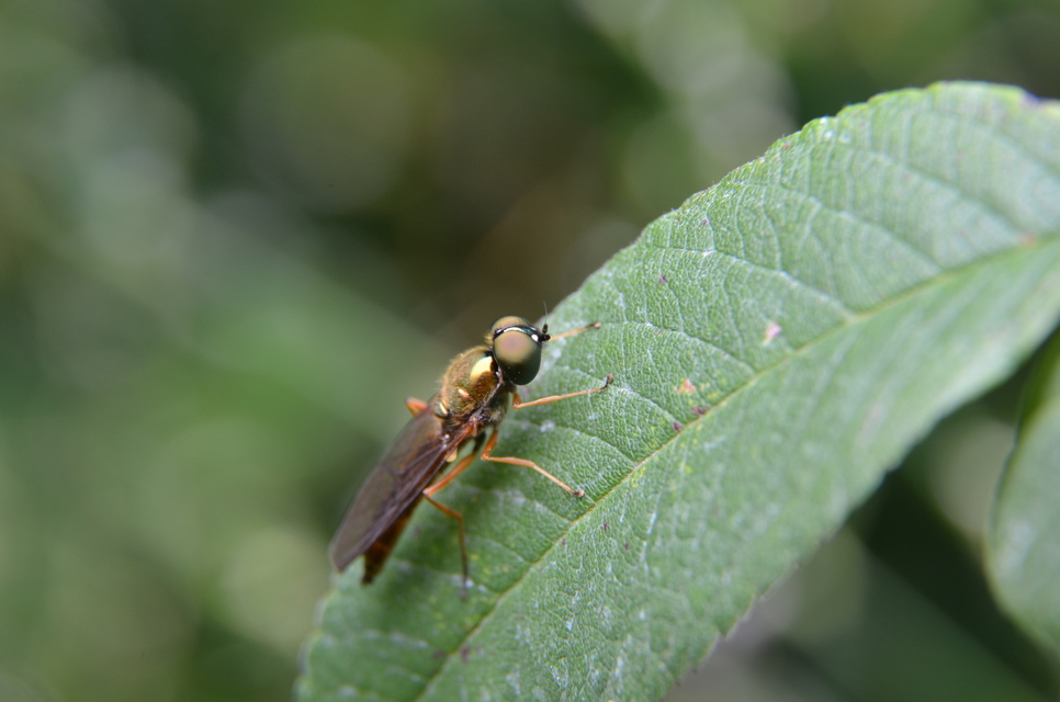 Sargus bipunctatus - kétpettyes fémeslégy