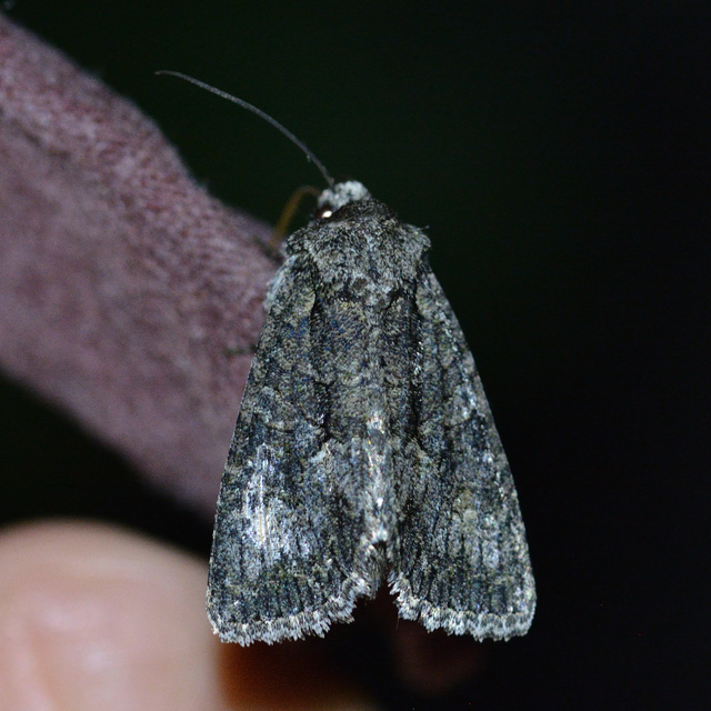 Dryobotodes monochroma - szürke tölgybagoly