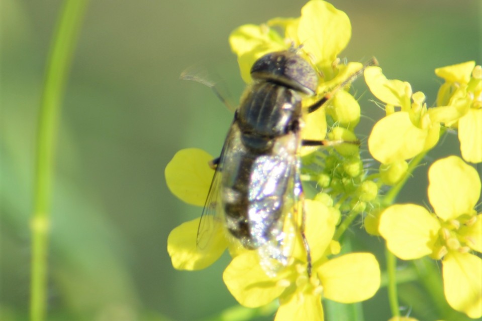 Eristalinus