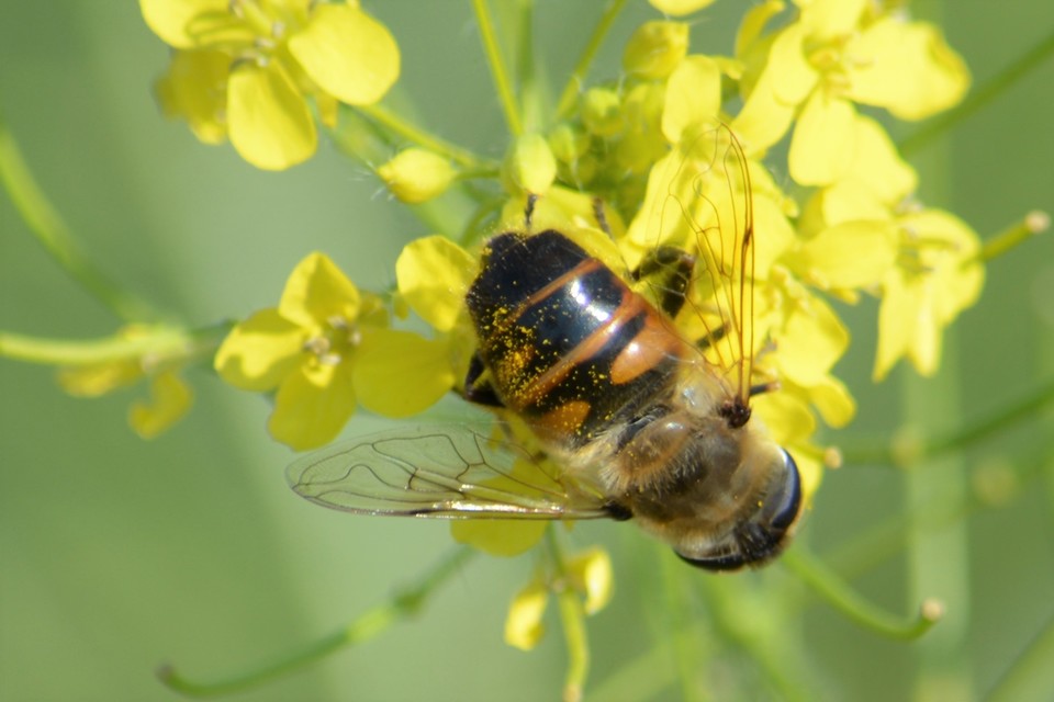Eristalis tenax - közönséges herelégy