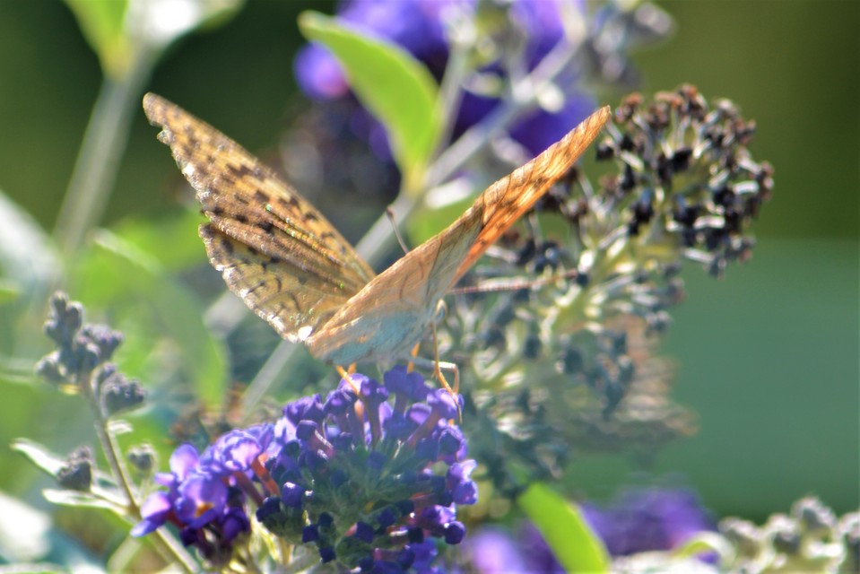 Argynnis pandora - zöldes gyöngyházlepke