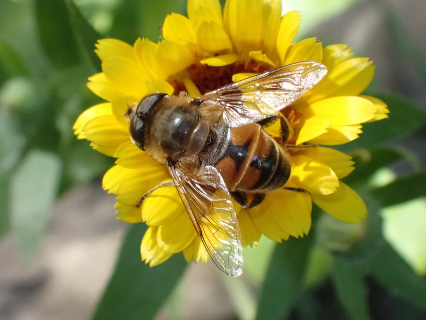 Eristalis tenax - közönséges herelégy