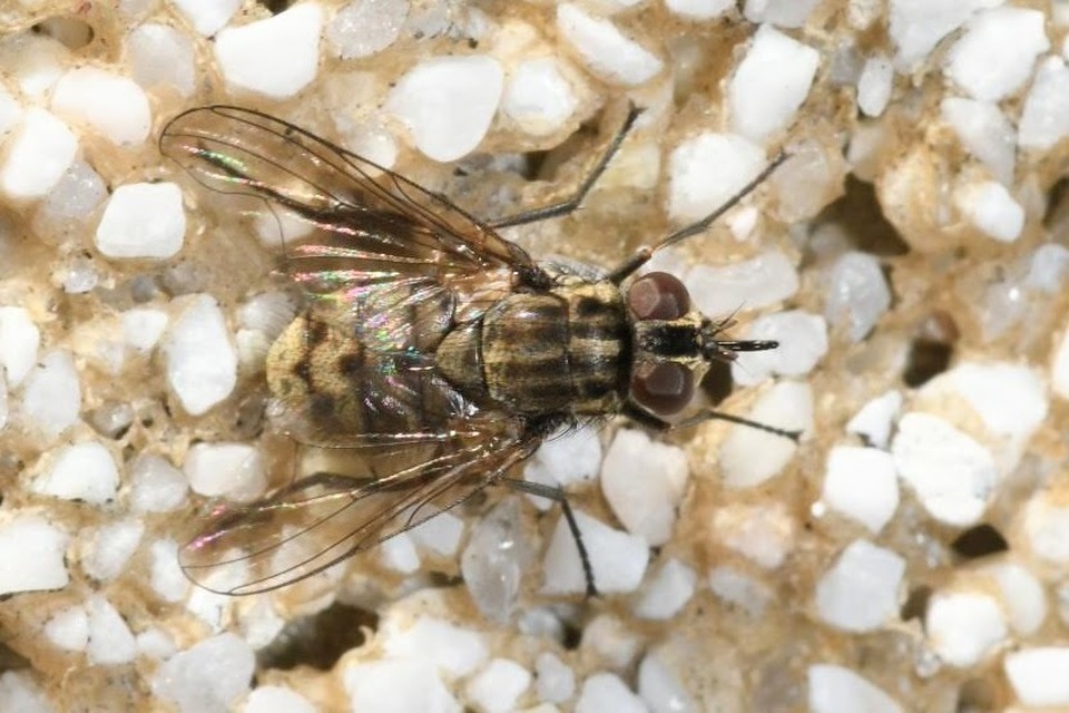 Stomoxys calcitrans - szuronyos istállólégy
