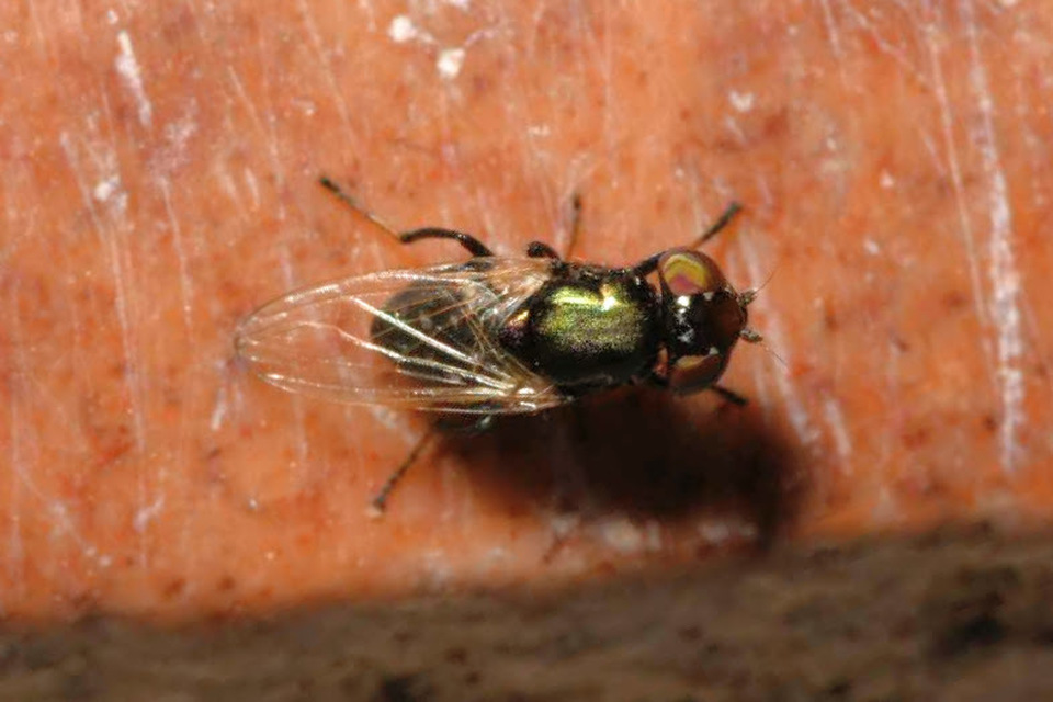 Physiphora alceae