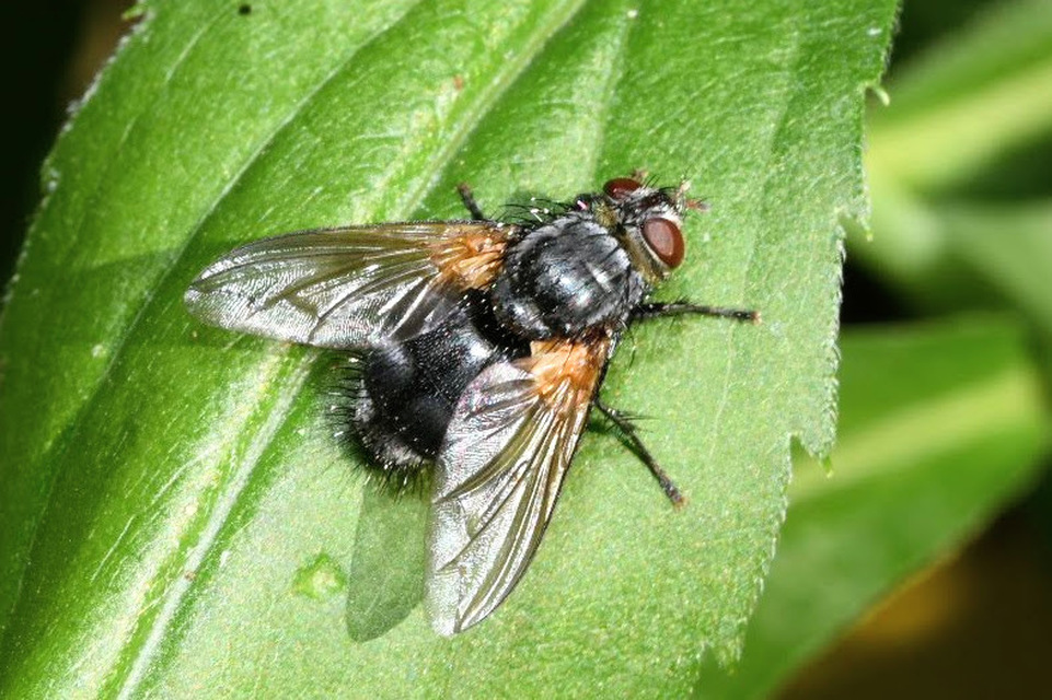 Nemoraea pellucida