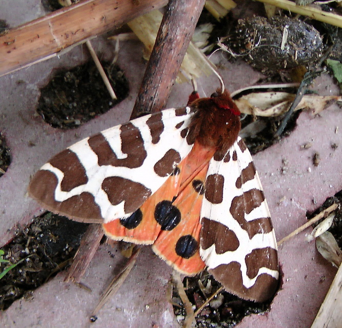 Arctia caja - közönséges medvelepke