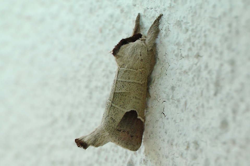 Clostera curtula - rövidszárnyú levélszövő