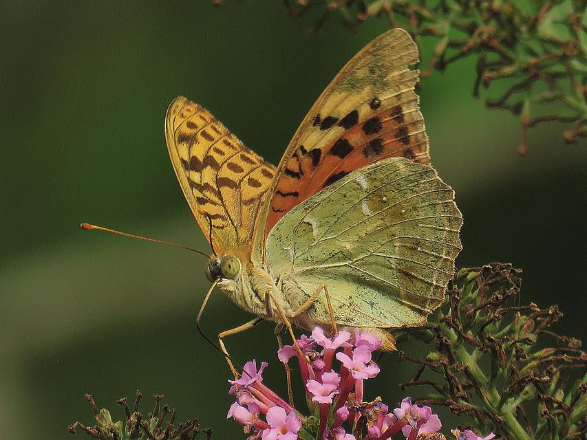 Argynnis pandora - zöldes gyöngyházlepke
