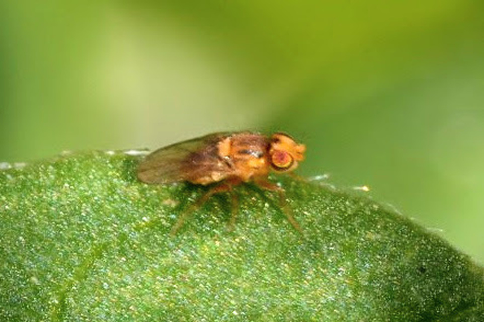 Chloropidae - gabonalegyek
