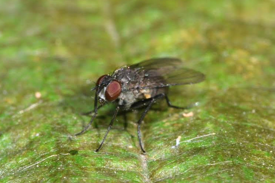 Coenosia agromyzina