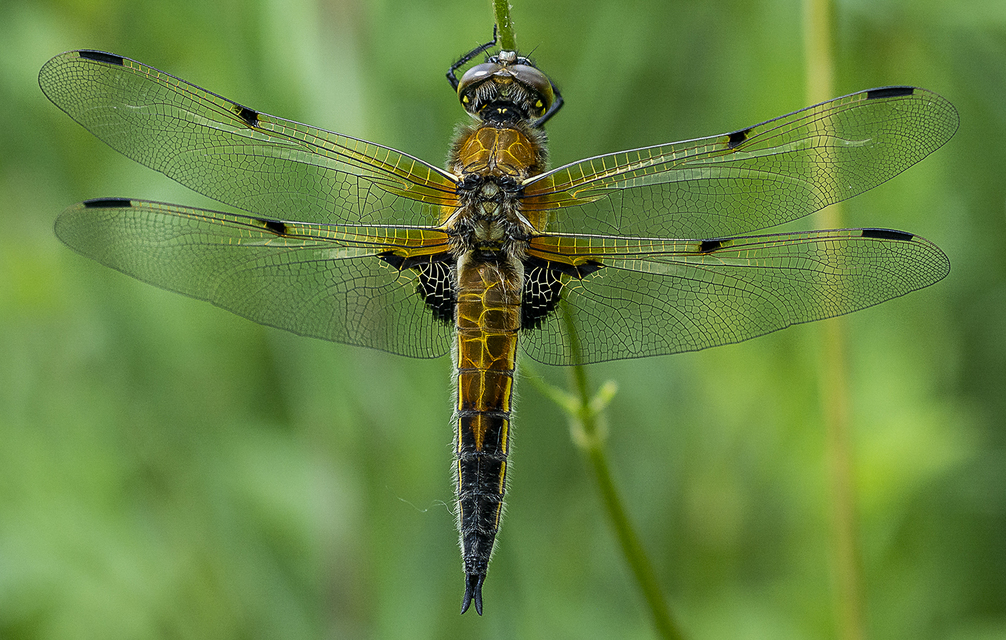 Libellula quadrimaculata - négyfoltos laposacsa
