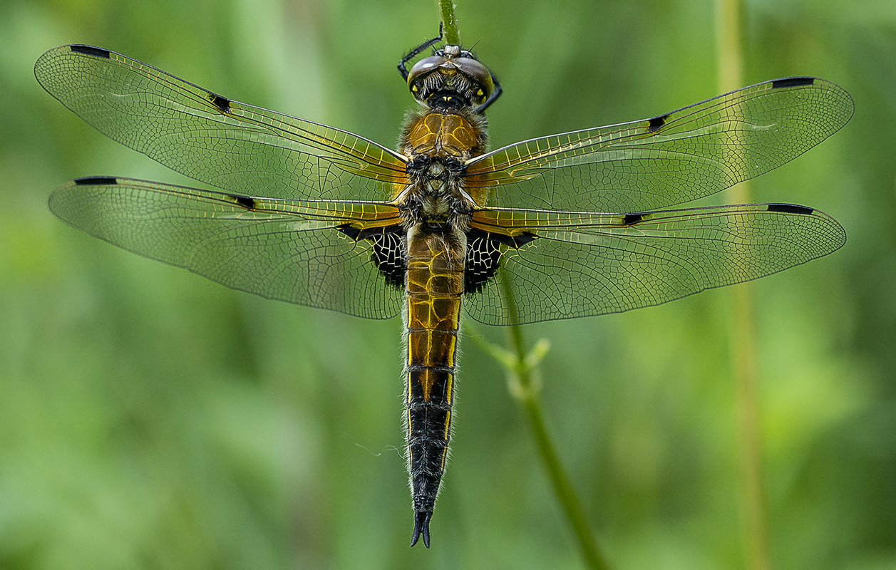 Libellula quadrimaculata - négyfoltos laposacsa