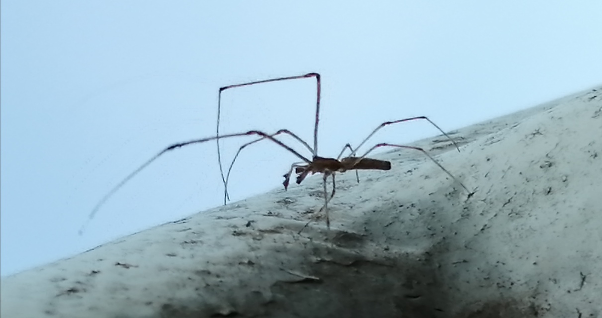 Tetragnatha