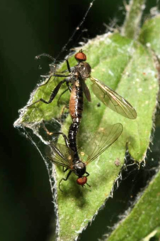Hybos culiciformis