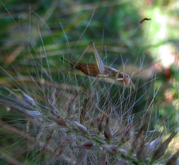 Oecanthus pellucens - pirregőtücsök