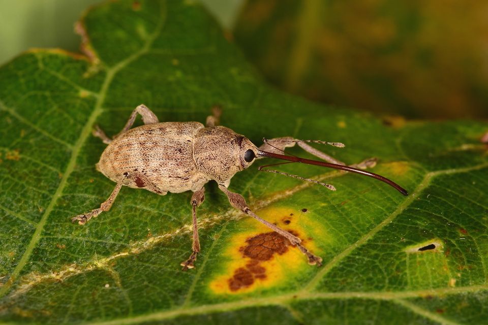 Curculio elephas - gesztenyezsuzsóka