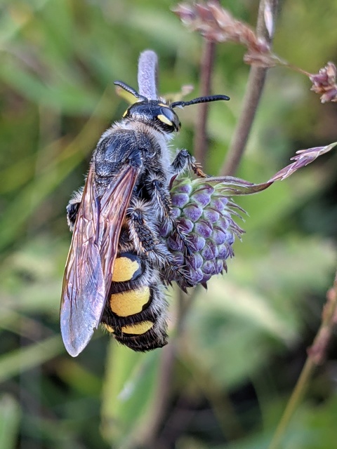 Colpa sexmaculata - hatfoltos tőrösdarázs