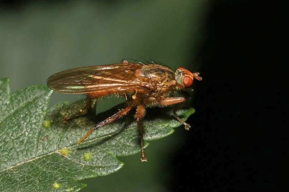 Scathophaga furcata