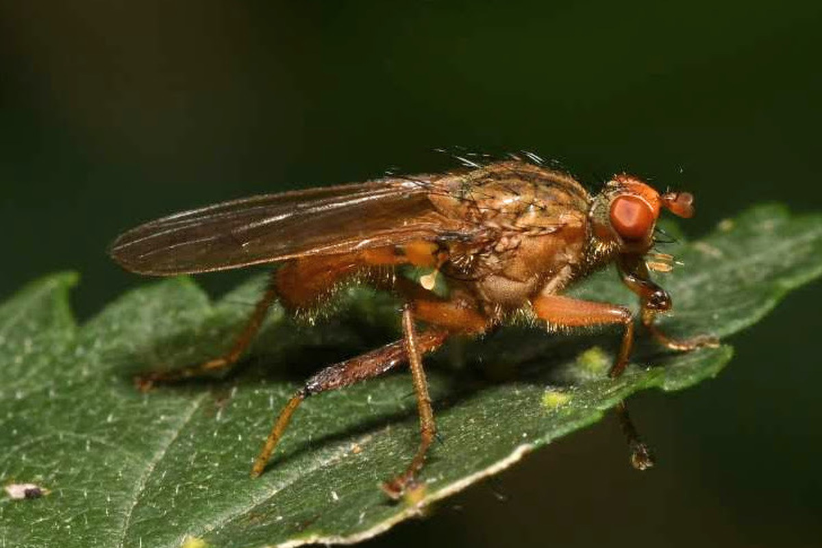 Scathophaga furcata