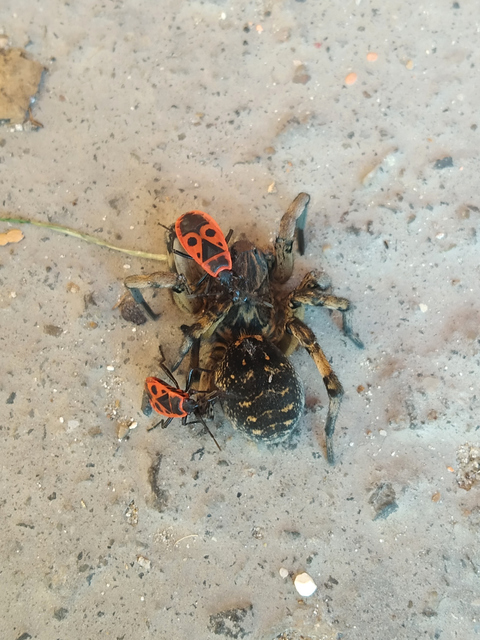 Geolycosa vultuosa - pokoli cselőpók
