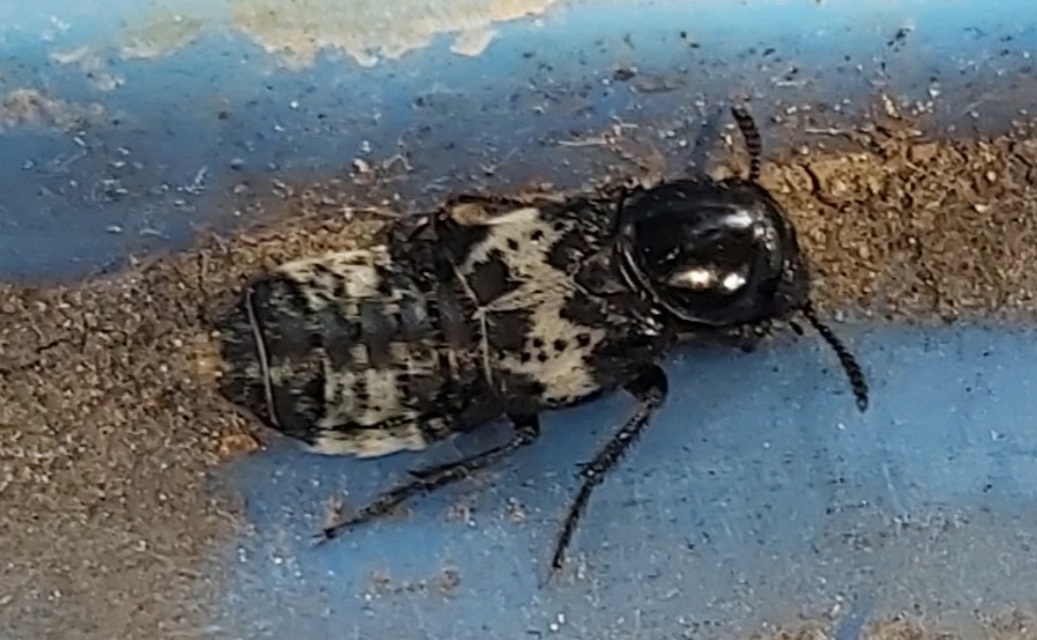 Creophilus maxillosus - dögész holyva