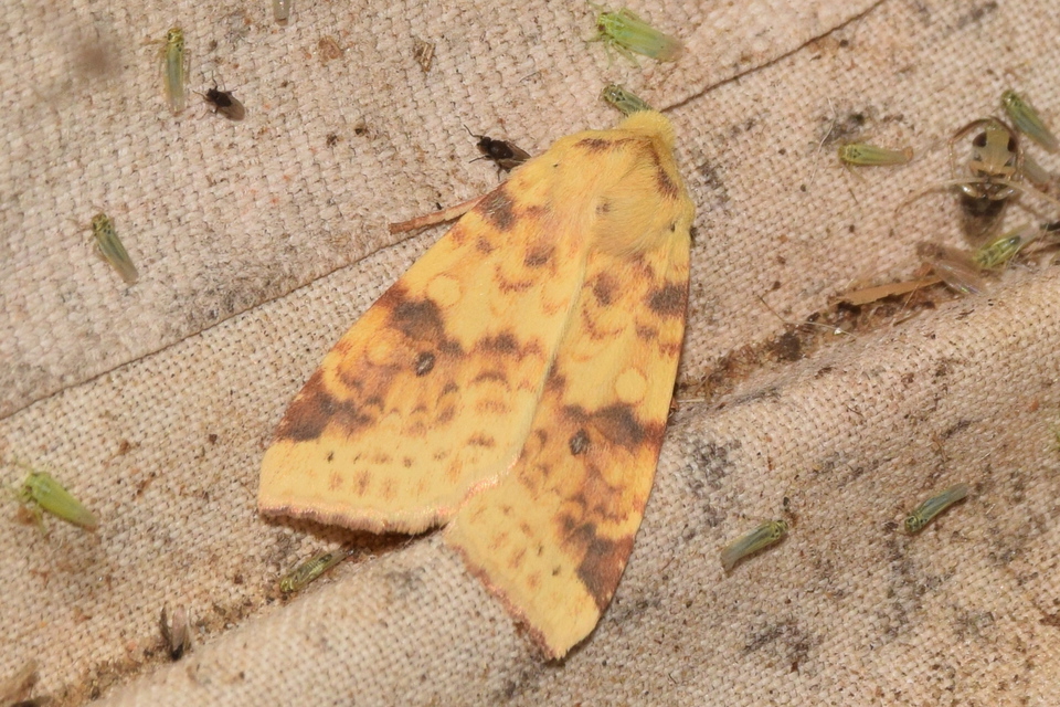 Cirrhia icteritia - nyárfa-sárgabagoly