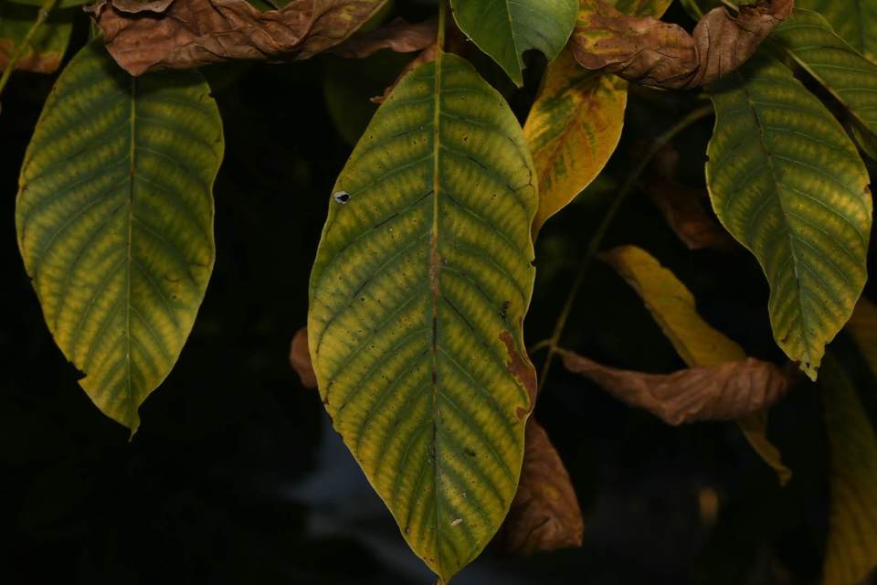 Panaphis juglandis