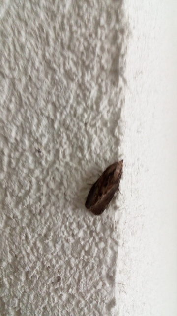 Galleria mellonella - nagy viaszmoly