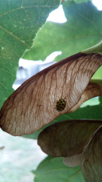 Psyllobora vigintiduopunctata - huszonkétpettyes katica