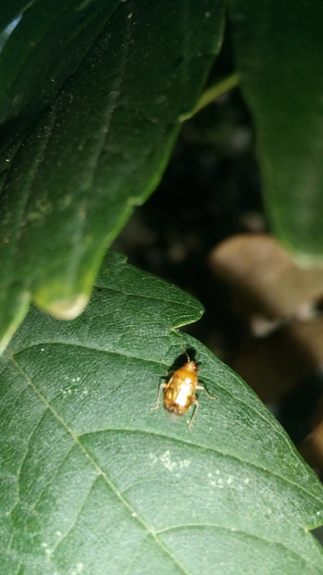 Deraeocoris lutescens - sárgás mezeipoloska