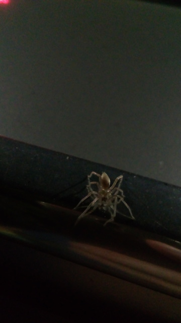 Cheiracanthium