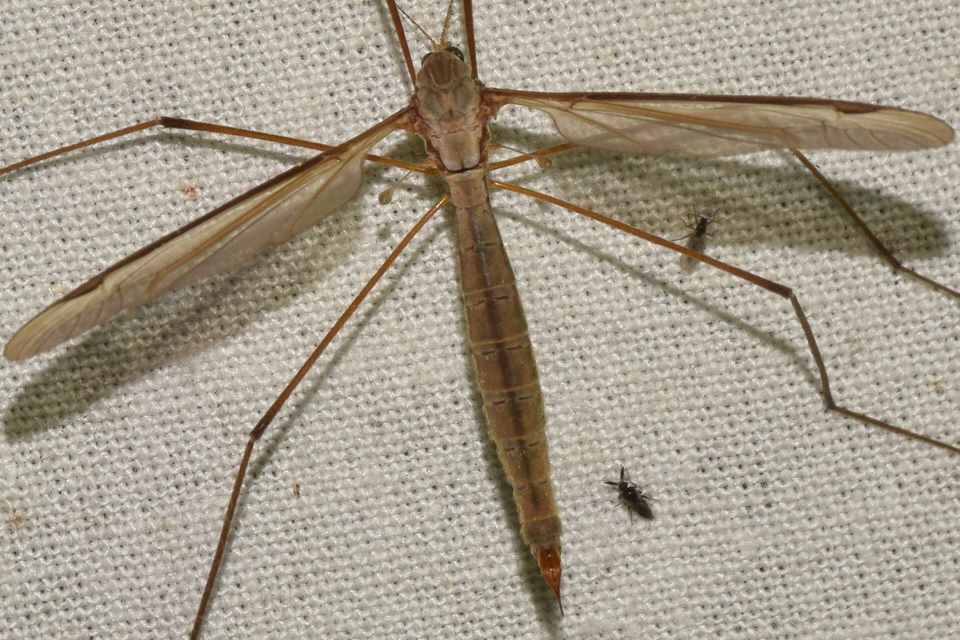 Tipula