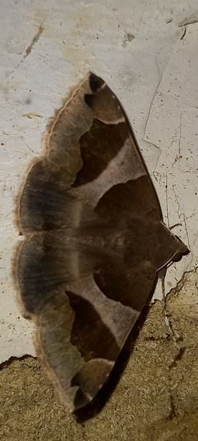 Dysgonia algira - déli porcelánbagoly