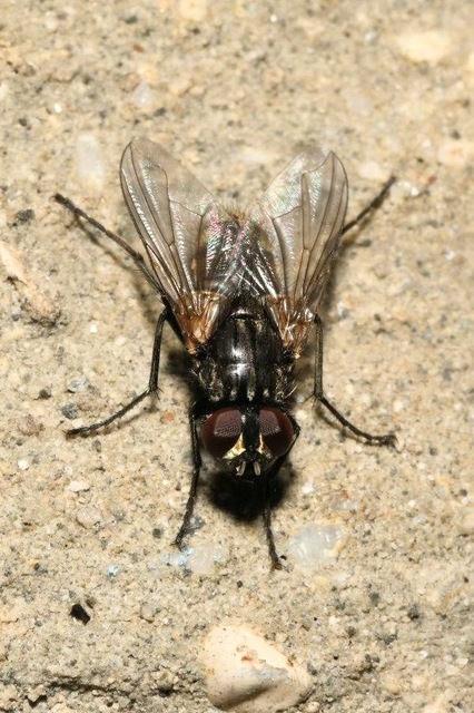 Musca domestica - házi légy