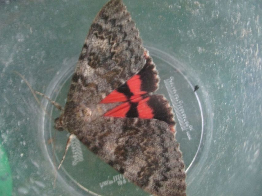 Catocala elocata - közönséges övesbagoly