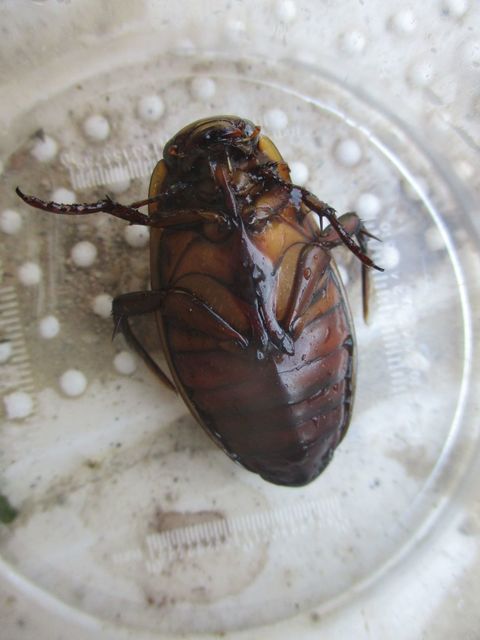 Dytiscus dimidiatus - tompacsípős csíkbogár