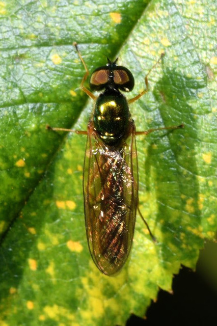 Sargus bipunctatus - kétpettyes fémeslégy