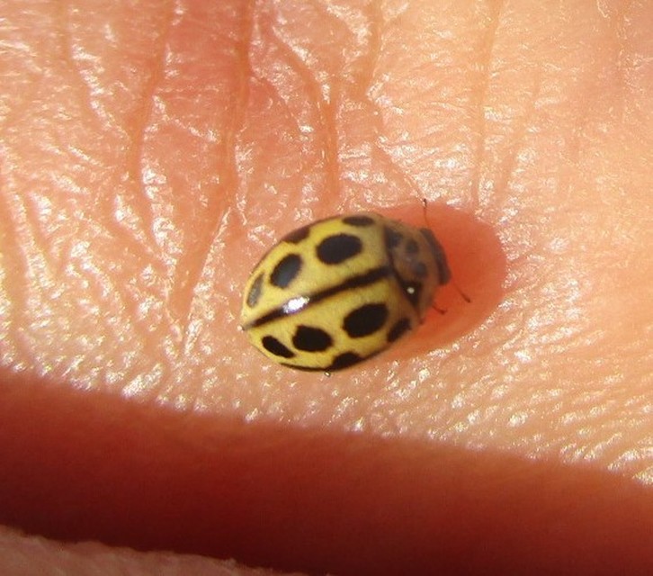 Tytthaspis sedecimpunctata - tizenhatpettyes katica