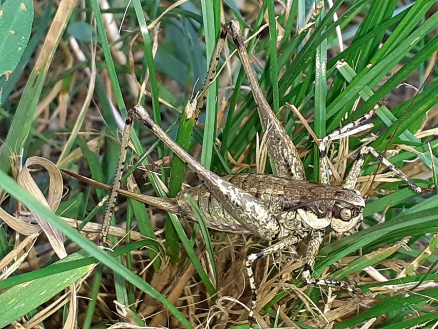 Rhacocleis annulata